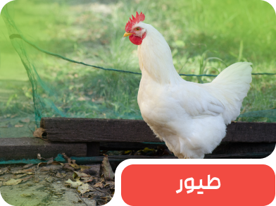 افزودنی های خوراک طیور