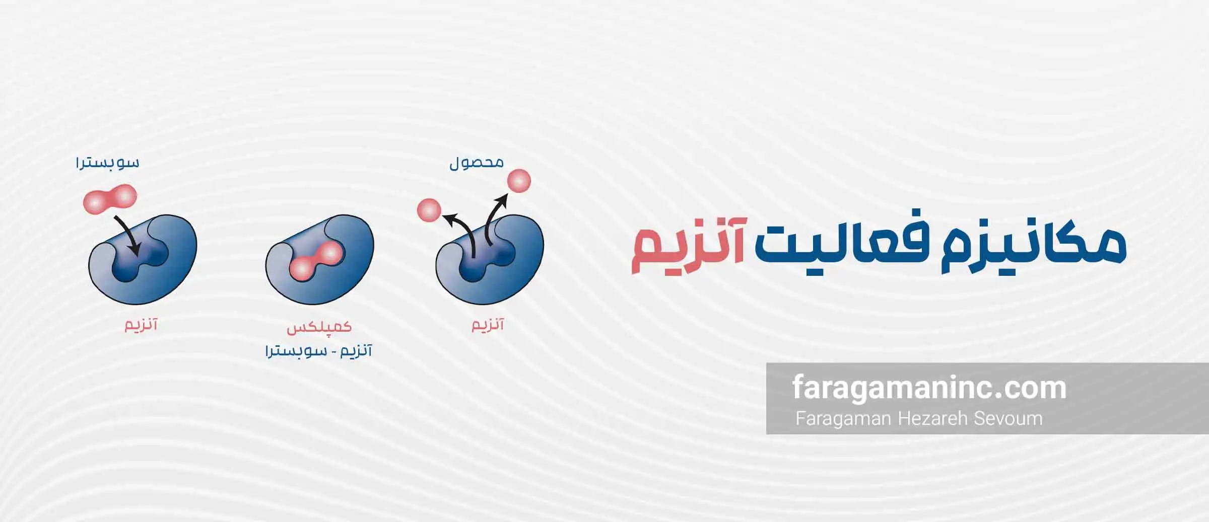 مکانیزم فعالیت آنزیم