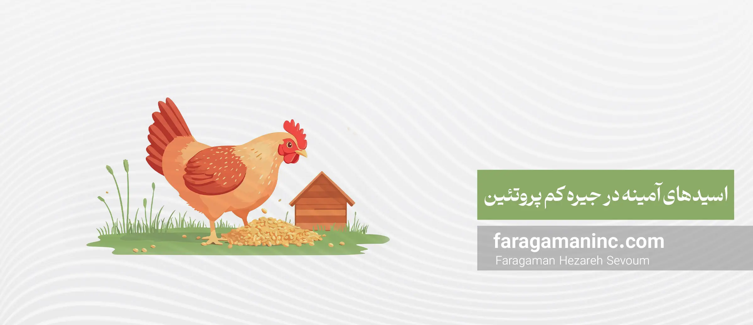 نقش اسیدهای آمینه در جیره کم پروتئین