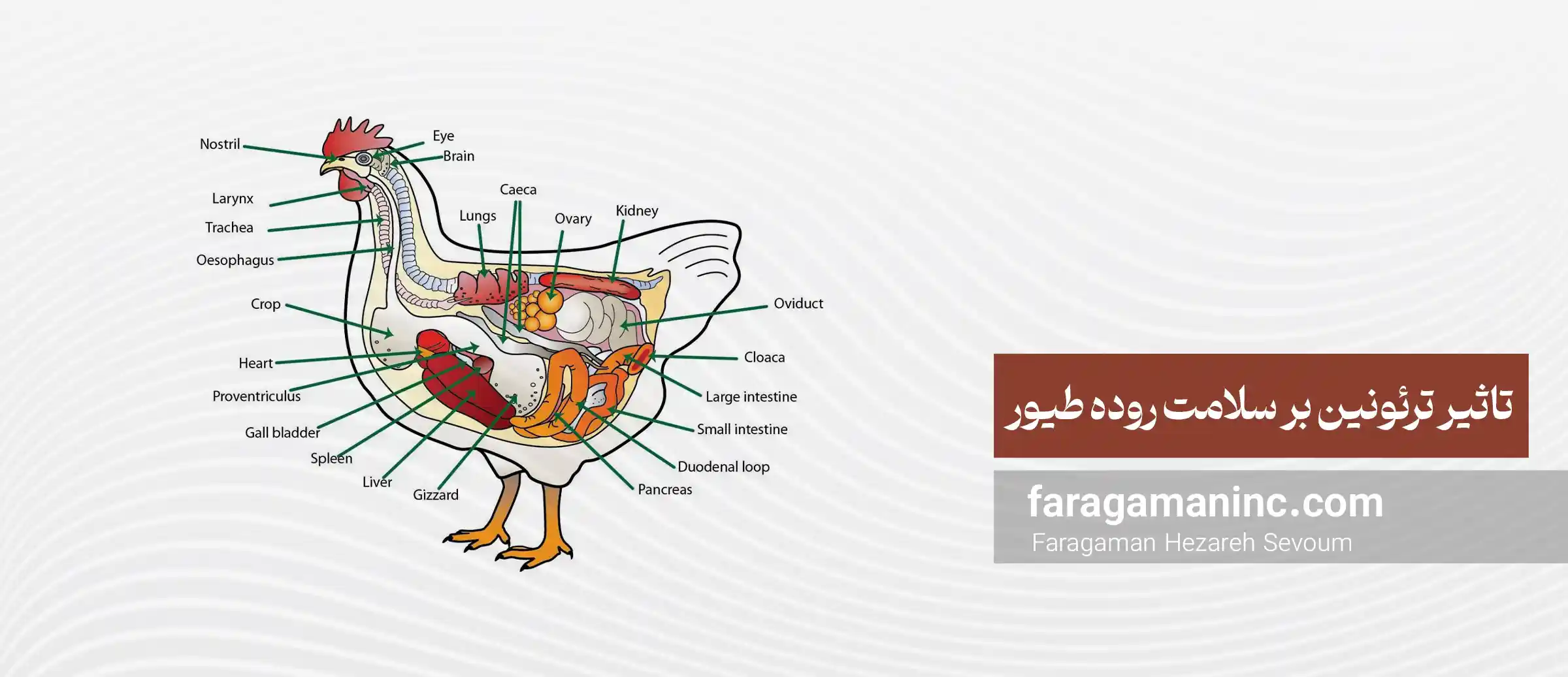 تاثیر ترئونین بر سلامت روده طیور