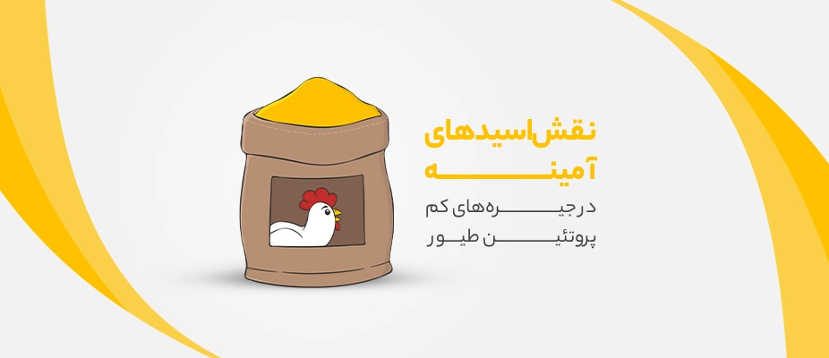 اسید آمینه در جیره کم پروتئین طیور