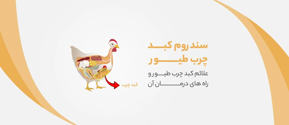 سندروم کبد چرب طیور