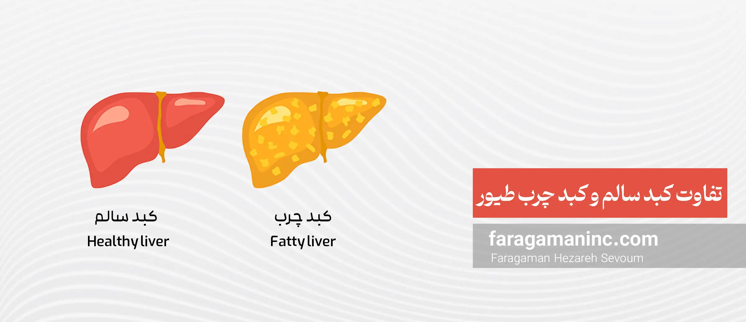 عکس کبد مرغ