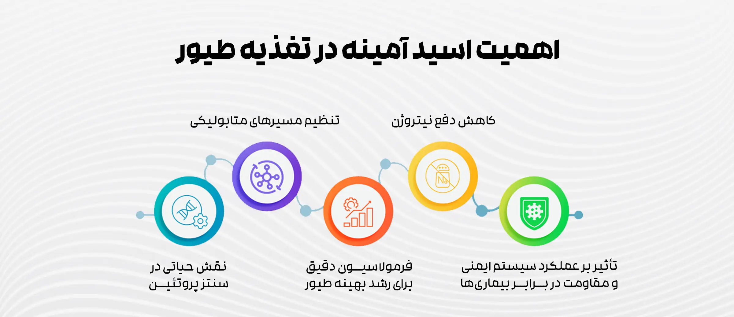 اهمیت اسید آمینه در طیور