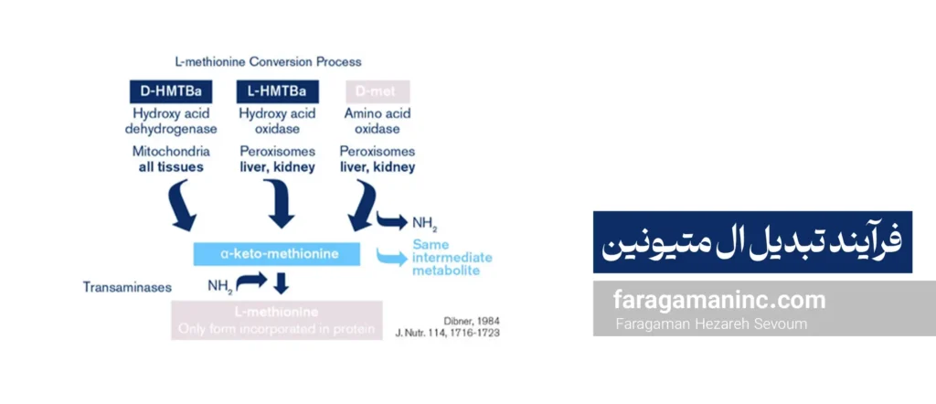 فرآیند تبدیل ال متیونین