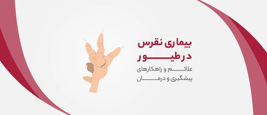 نقرس در طیور