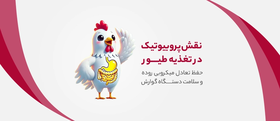 پروبیوتیک طیور