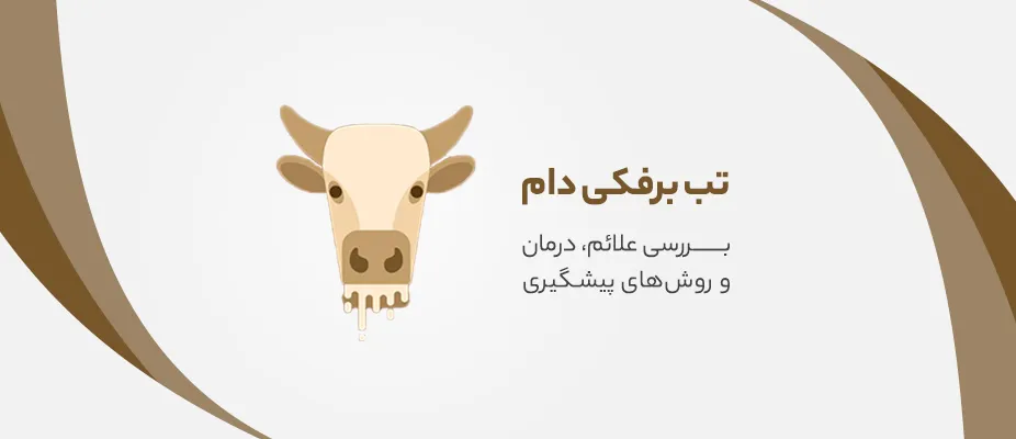 تب برفکی دام
